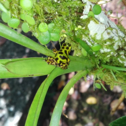 Přednáška 16.5.2026 - Za pralesničkami do pralesa