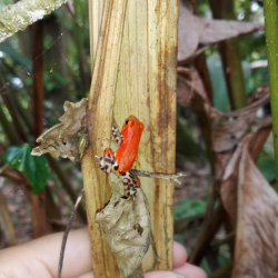 Přednáška 16.5.2026 - Za pralesničkami do pralesa