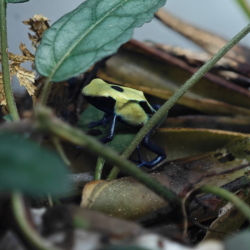 Přednáška 16.5.2026 - Za pralesničkami do pralesa