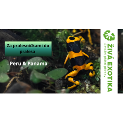 Přednáška 16.5.2026 - Za pralesničkami do pralesa