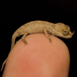 Přednáška 13.6.2026 - Chov chameleonů