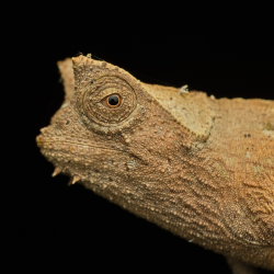 Přednáška 13.6.2026 - Chov chameleonů