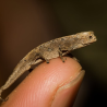 Přednáška 13.6.2026 - Chov chameleonů