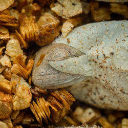 Přednáška 13.6.2026 - Chov chameleonů