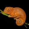 Přednáška 13.6.2026 - Chov chameleonů